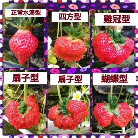 慶豐高架草莓 19 - Travel of Rice 小米遊記 16486951_1226622084087396_542685555202827501_o.jpg