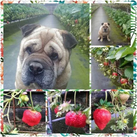 慶豐高架草莓 18 - Travel of Rice 小米遊記 16601773_1232521200164151_2679750357171797763_o.jpg