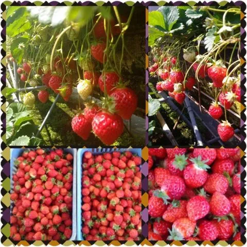 慶豐高架草莓 17 - Travel of Rice 小米遊記 17389255_1266650530084551_6971547429064716857_o.jpg