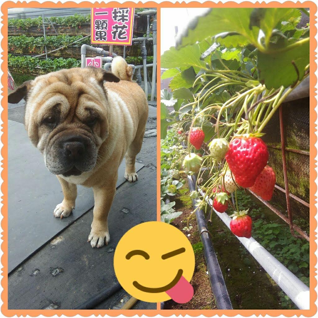 慶豐高架草莓