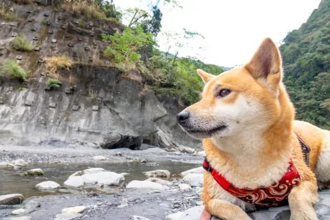 小米：真厲害，貫穿山脈的引水道。啊～爸爸魚咬我～
