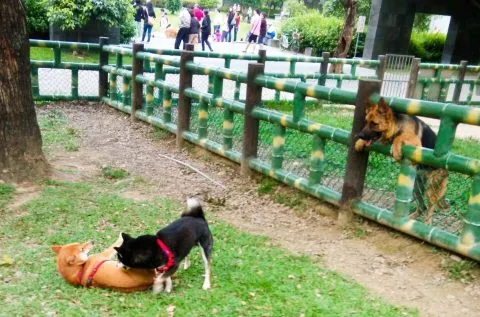 全國寵物運動公園 12 - Travel of Rice 小米遊記 e59b9be8999fe585ace59c92_e696b0e58c97_01-1