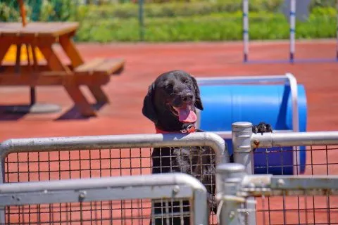 全國寵物運動公園 7 - Travel of Rice 小米遊記 e69dbfe6a98be5b882e5afb5e789a9e9818be58b95e585ace59c92_e696b0e58c97_01-1