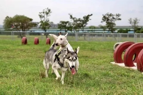 全國寵物運動公園 9 - Travel of Rice 小米遊記 e6b5aee6b4b2e6a98be5afb5e789a9e585ace59c92_e696b0e58c97_01-1