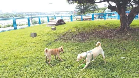 全國寵物運動公園 8 - Travel of Rice 小米遊記 e88fafe6b19fe6b2b3e6bfb1e5afb5e789a9e585ace59c92_e696b0e58c97_01-1