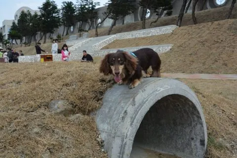 全國寵物運動公園 32 - Travel of Rice 小米遊記 e8a780e99fb3e4baade5afb5e789a9e585ace59c92_e6be8ee6b996_01-1