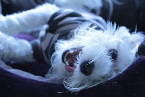 愛麗絲國際大飯店Aeris International Hotel 23 - Travel of Rice 小米遊記 10694_02.jpg