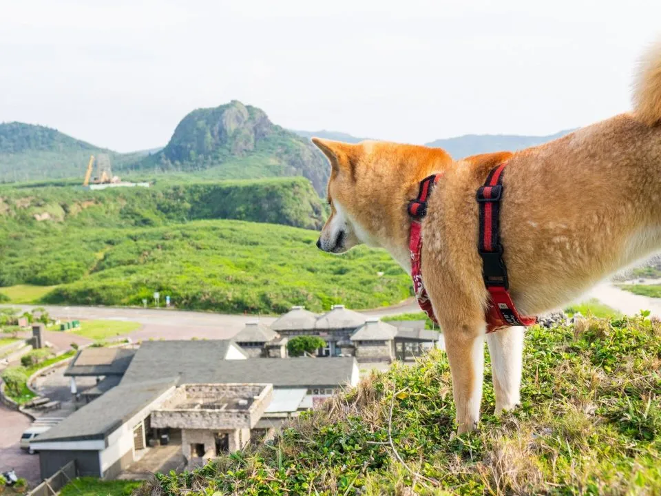帶毛孩去綠島：交通／住宿／景點 99 - Travel of Rice 小米遊記