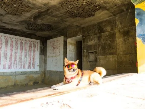 帶毛孩去小琉球：交通／住宿／景點 70 - Travel of Rice 小米遊記