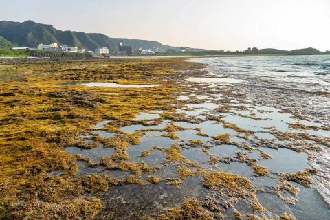 柴口浮潛區 11 - Travel of Rice 小米遊記 DSC00146.jpg