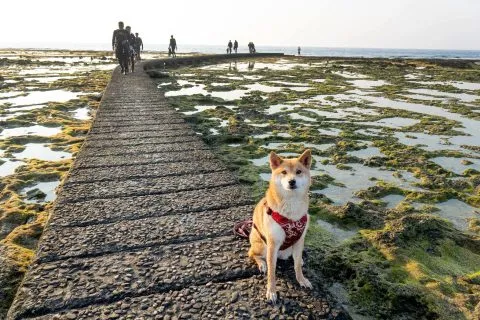 柴口浮潛區 13 - Travel of Rice 小米遊記 DSC00160.jpg