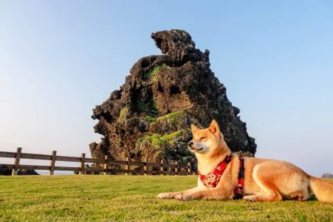 帶毛孩去綠島：交通／住宿／景點 74 - Travel of Rice 小米遊記