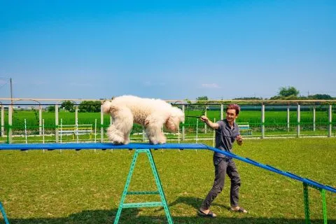 嬌滴滴寵物休閒農場 25 - Travel of Rice 小米遊記 11023_04-1