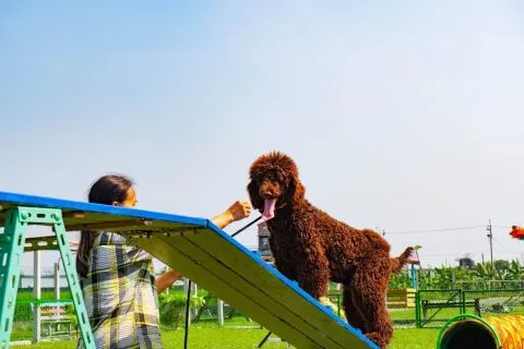 嬌滴滴寵物休閒農場 33 - Travel of Rice 小米遊記 11023_12-1