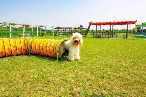 嬌滴滴寵物休閒農場 32 - Travel of Rice 小米遊記 11023_14-1