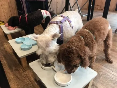 Kororo可樂樂寵物餐廳 29 - Travel of Rice 小米遊記 11042_13-1