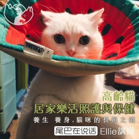 寵樂町文創館 29 - Travel of Rice 小米遊記 11062_08