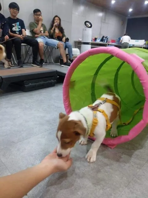 寵樂町文創館 30 - Travel of Rice 小米遊記 11062_09