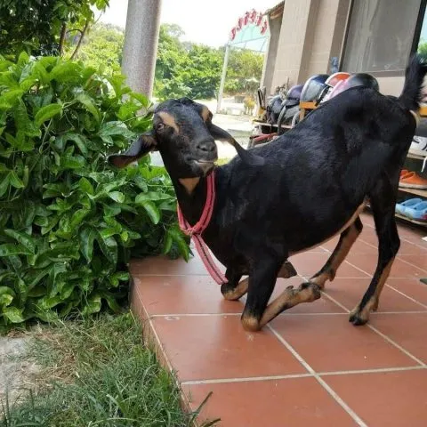 Q居夜生活露營車豪華館 15 - Travel of Rice 小米遊記 11502_02.jpg