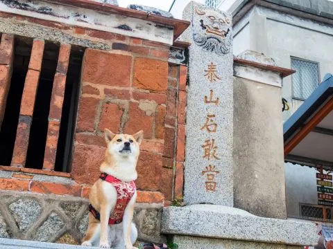 帶毛孩去金門：交通／住宿／景點 72 - Travel of Rice 小米遊記