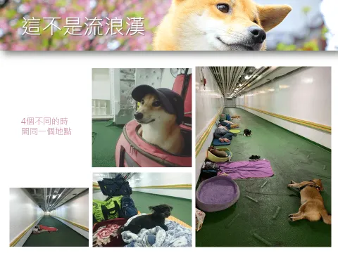 台鐵「寵物友善車廂」提案與協作會議報告 18 - Travel of Rice 小米遊記