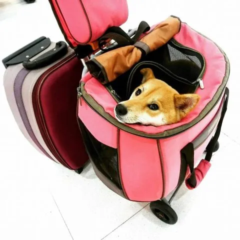 台鐵「寵物友善車廂」提案與協作會議報告 2 - Travel of Rice 小米遊記