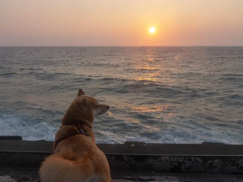 杉福漁港 7 - Travel of Rice 小米遊記