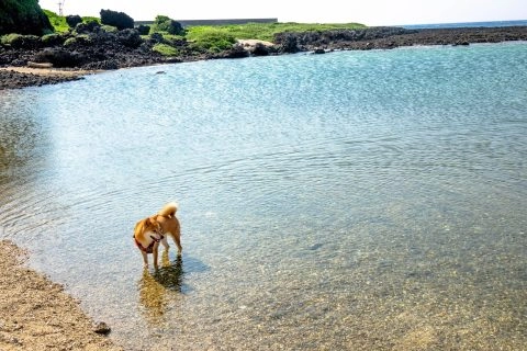 烏油窟 14 - Travel of Rice 小米遊記