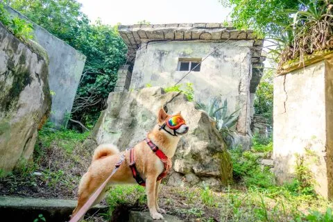 復興島據點 15 - Travel of Rice 小米遊記 DSC00157.jpg