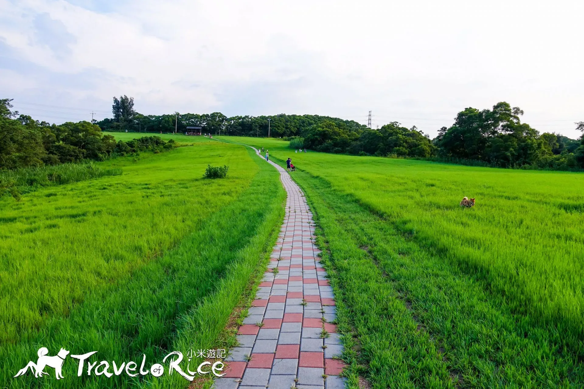 青青草原(新竹) 14 - Travel of Rice 小米遊記