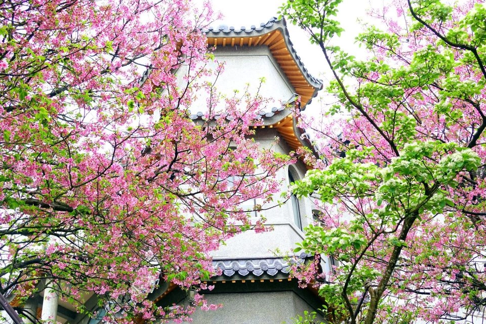 東方寺 27 - Travel of Rice 小米遊記