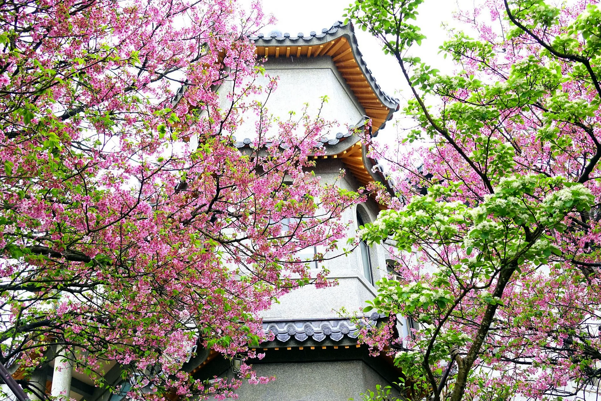 東方寺 27 - Travel of Rice 小米遊記