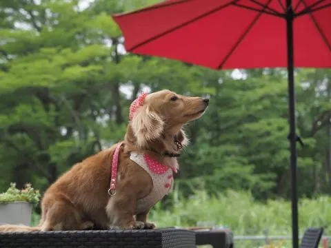 巴吉划水寵物泳池 Paddle Dog Café 24 - Travel of Rice 小米遊記