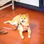 福山國小／新北烏來 22 - Travel of Rice 小米遊記