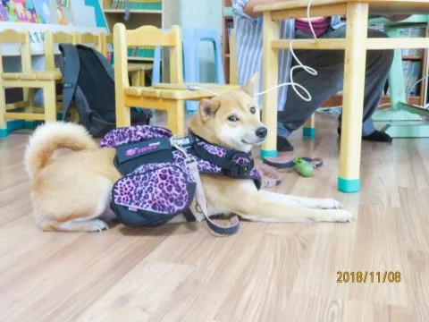 德南國小附設幼兒園/台南仁德 27 - Travel of Rice 小米遊記 德南國小附設幼兒園/台南仁德 27 - Travel of Rice 小米遊記
