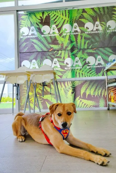 OA Restaurant複合式餐廳 26 - Travel of Rice 小米遊記