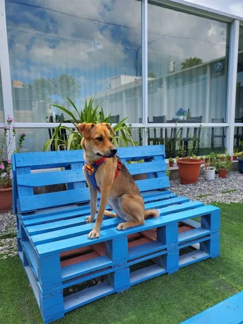 OA Restaurant複合式餐廳 24 - Travel of Rice 小米遊記