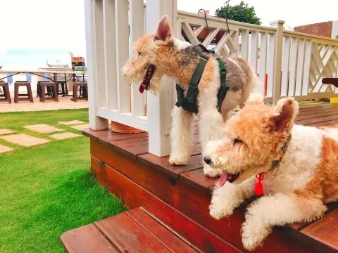 小徑民宿(後壁湖海景館place de L) 33 - Travel of Rice 小米遊記 小徑民宿(後壁湖海景館place de L) 33 - Travel of Rice 小米遊記