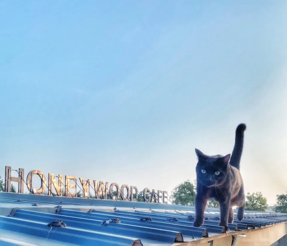 HoneyWood Cafe 37 - Travel of Rice 小米遊記