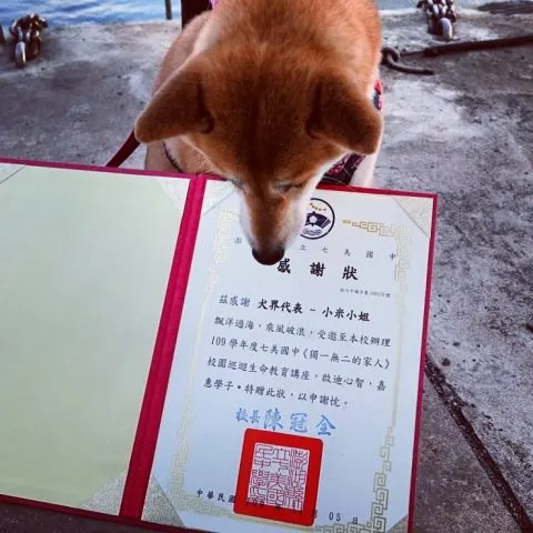 小米和米爸在七美島的巡迴被關島四天，好在趕緊找妮醬和妮醬媽火速趕到澎湖支援其他巡迴的學校。