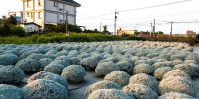 建華芙蓉園 7 - Travel of Rice 小米遊記