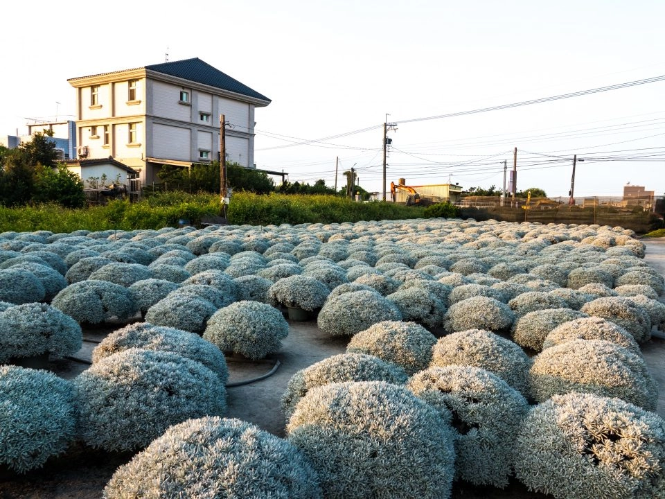 建華芙蓉園 7 - Travel of Rice 小米遊記