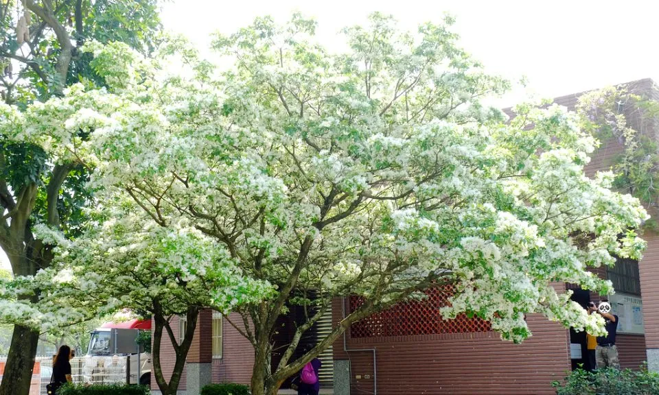 大湖紀念公園 35 - Travel of Rice 小米遊記