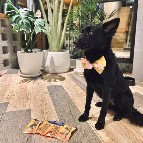 蒔裳秝景 29 - Travel of Rice 小米遊記