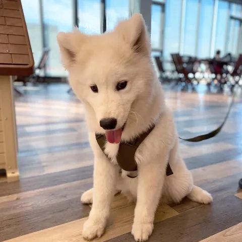 蒔裳秝景 30 - Travel of Rice 小米遊記