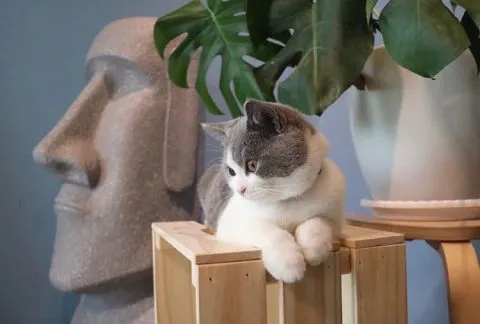 蒔裳秝景 47 - Travel of Rice 小米遊記