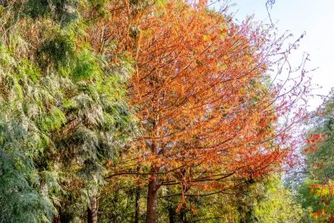 萬豐社區落羽松森林 15 - Travel of Rice 小米遊記