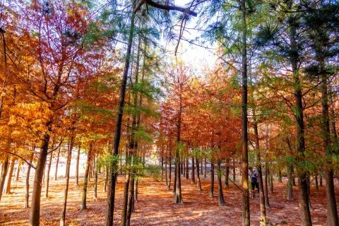 萬豐社區落羽松森林 21 - Travel of Rice 小米遊記