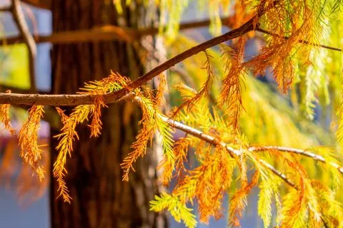 萬豐社區落羽松森林 20 - Travel of Rice 小米遊記