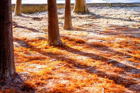 萬豐社區落羽松森林 19 - Travel of Rice 小米遊記